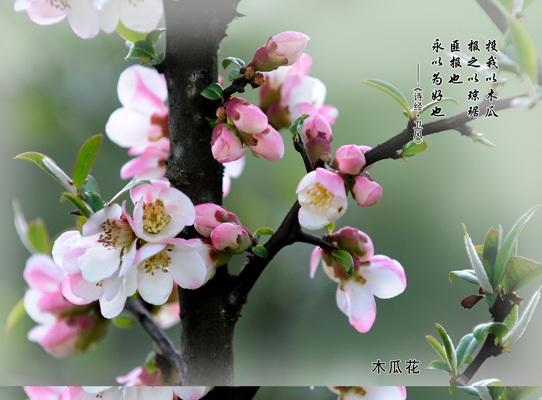 野木(mù)瓜發展狀況