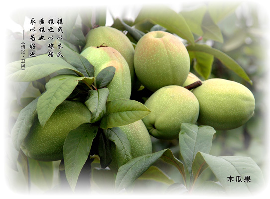 正安野木(mù)瓜之鄉(xiāng)貴州省遵義市(shì)正安縣