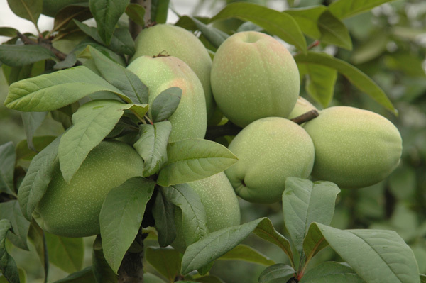 曆史淵源及人(rén)文(wén)地(dì)理(lǐ)關系