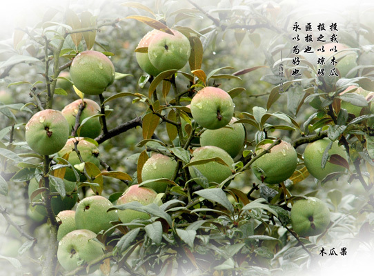 野木(mù)瓜别稱解釋