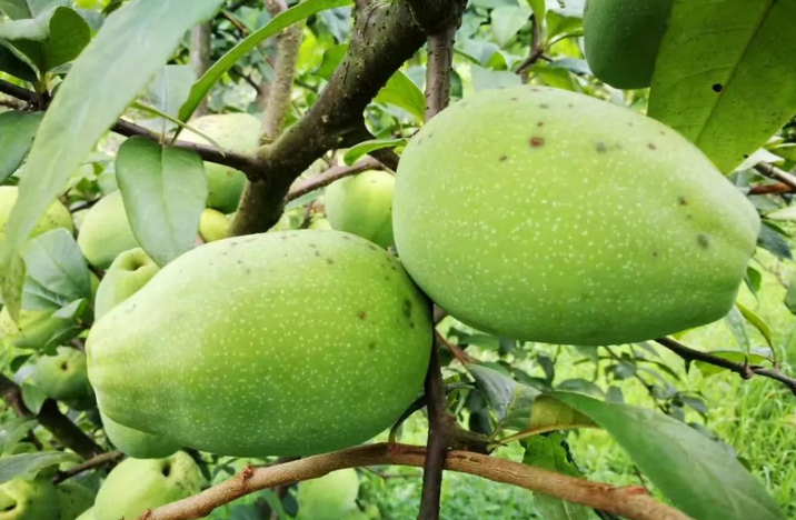 上(shàng)海(hǎi)援黔幹部代言 | 邀您喝(hē)正安野木(mù)瓜飲料，品野木(mù)瓜果幹！